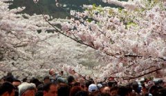 你見過空無一人的中山公園櫻花大道嗎？美！